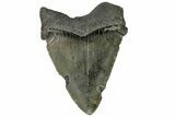 Serrated, Juvenile Megalodon Tooth - South Carolina #183039-1